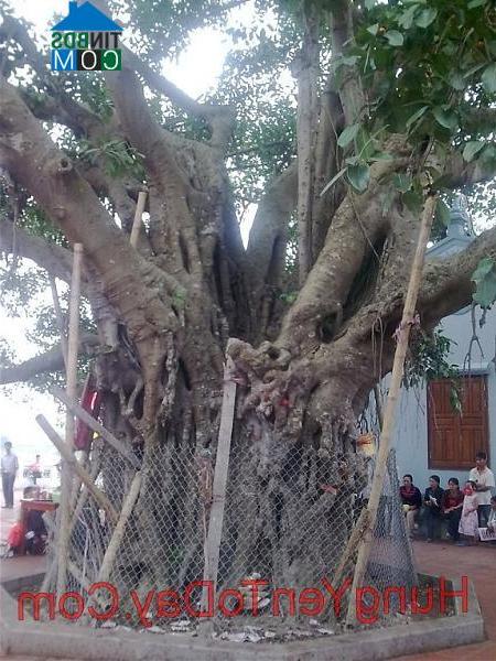 Hình ảnh Tống Trân, Hưng Yên