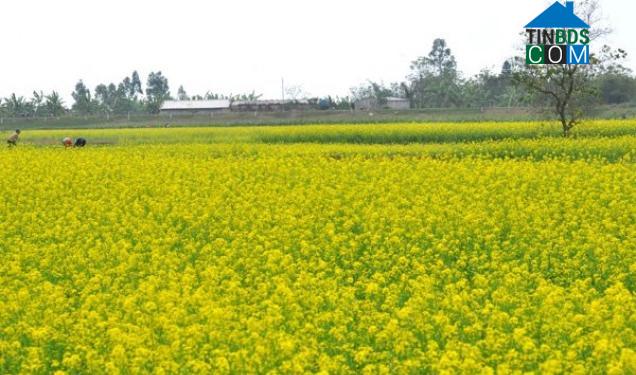 Hình ảnh Vạn Xuân, Hưng Yên