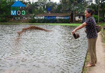 Hình ảnh Xuân Trúc, Hưng Yên