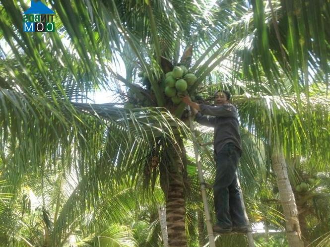Hình ảnh Ninh Hòa, Khánh Hòa
