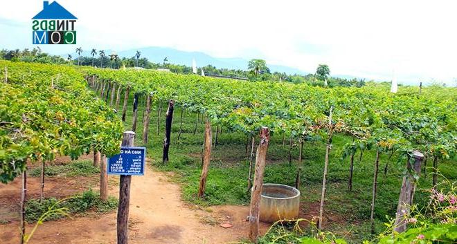 Hình ảnh Ninh Phước, Khánh Hòa