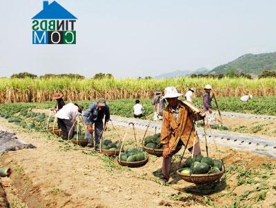 Hình ảnh Cam Hiệp, Khánh Hòa