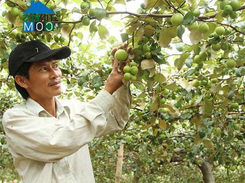 Hình ảnh Phước Hậu, Khánh Hòa