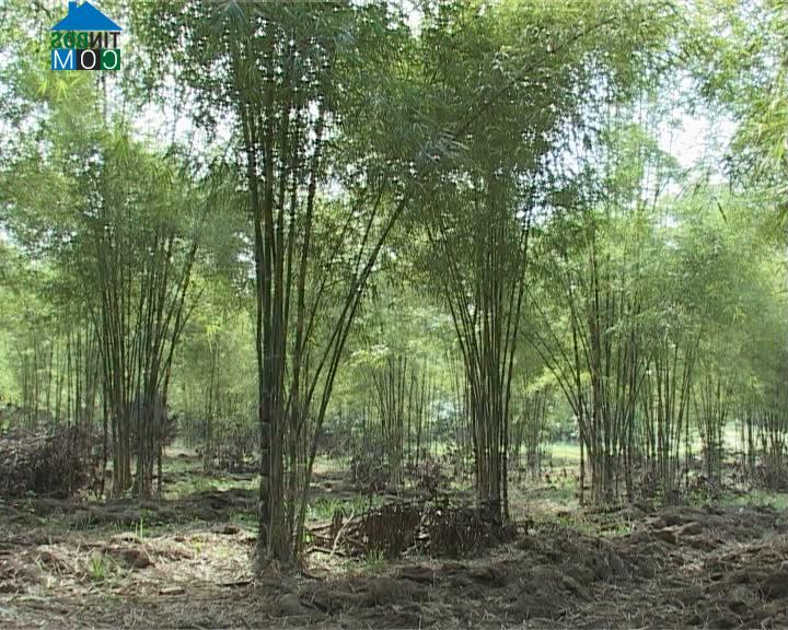 Hình ảnh Trung Khánh Vĩnh, Khánh Hòa