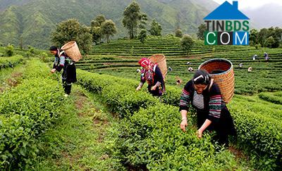 Hình ảnh Bản Bo, Lai Châu