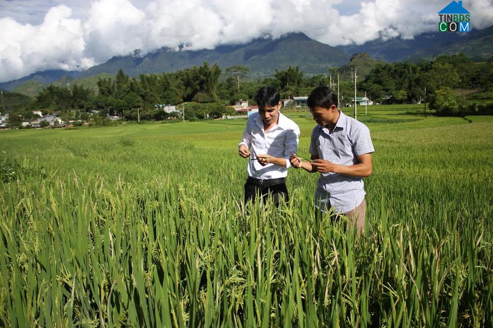 Hình ảnh Tân Phong, Lai Châu