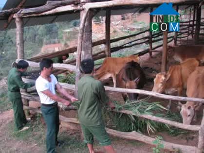 Hình ảnh Bum Nưa, Lai Châu