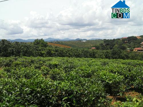 Hình ảnh 1 Bảo Lộc, Lâm Đồng