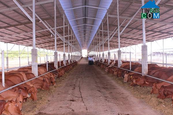 Hình ảnh Lương Sơn, Lâm Đồng