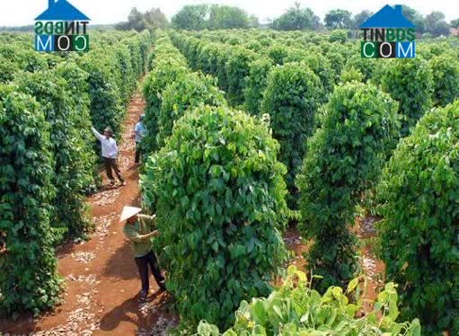 Hình ảnh Đắk Sắk, Lâm Đồng