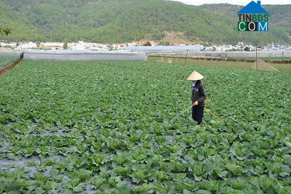 Hình ảnh Ka Đô, Lâm Đồng