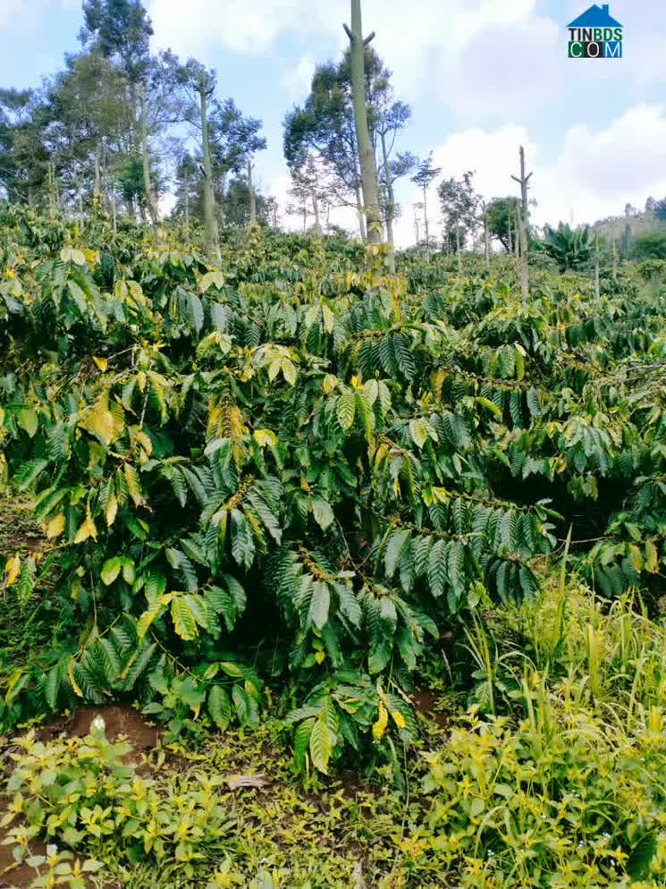 Hình ảnh Đắk Song, Lâm Đồng