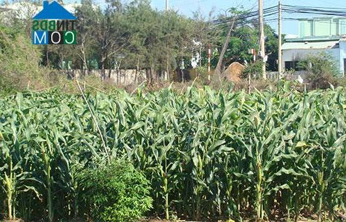 Hình ảnh Sơn Mỹ, Lâm Đồng