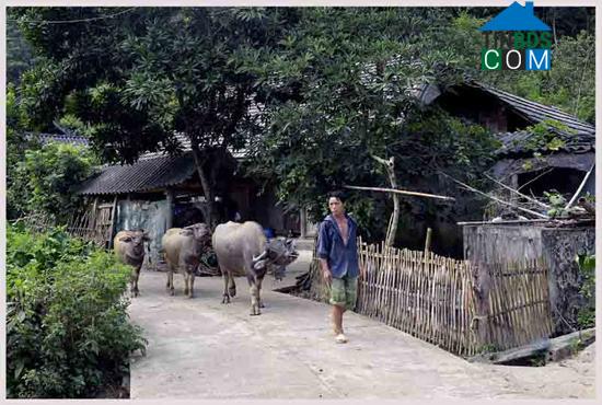 Hình ảnh Bản Lầu, Lào Cai