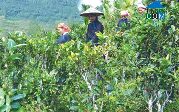 Hình ảnh Bản Liền, Lào Cai