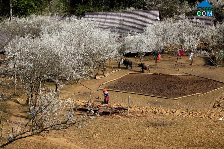 Hình ảnh Lùng Phình, Lào Cai