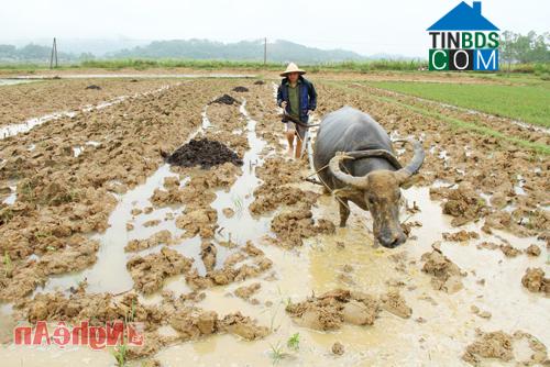 Hình ảnh Bạch Ngọc, Nghệ An