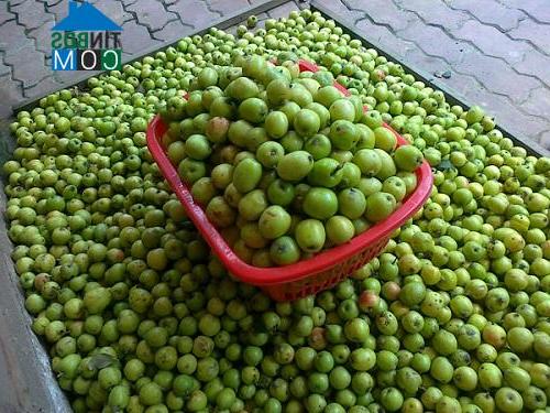 Hình ảnh Tú Lệ, Lào Cai