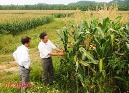 Hình ảnh Anh Sơn, Nghệ An