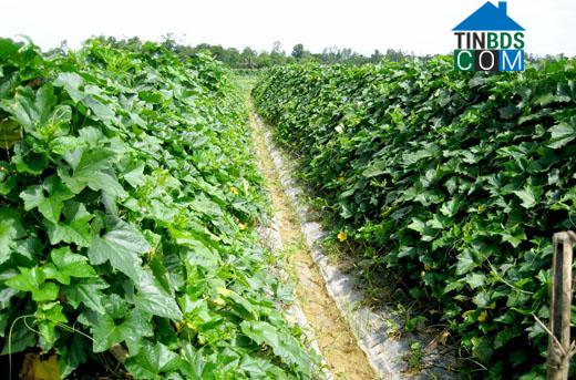 Hình ảnh Anh Sơn Đông, Nghệ An