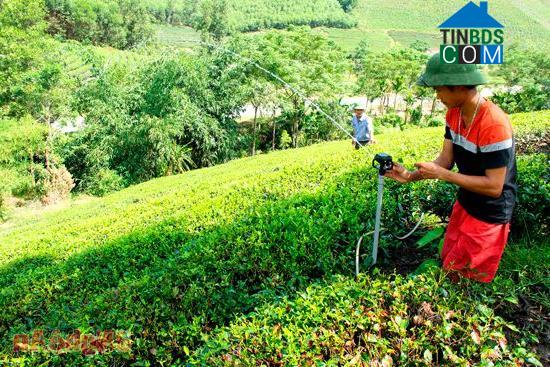 Hình ảnh Hoa Quân, Nghệ An