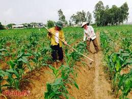 Hình ảnh Nghĩa Lộc, Nghệ An