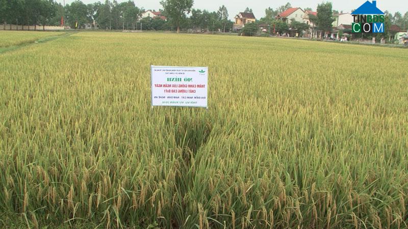 Hình ảnh Kim Liên, Nghệ An