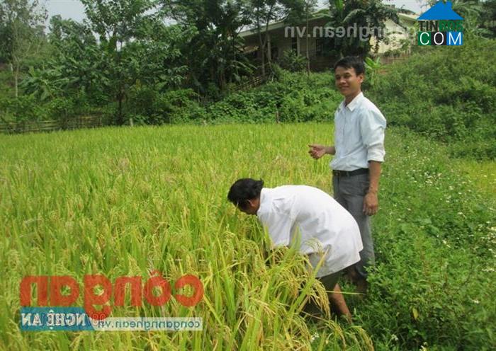 Hình ảnh Mậu Thạch, Nghệ An