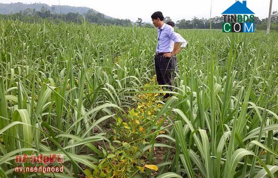 Hình ảnh Nghĩa Hưng, Nghệ An