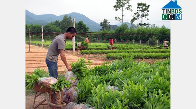 Hình ảnh Sơn Tây, Quảng Ngãi