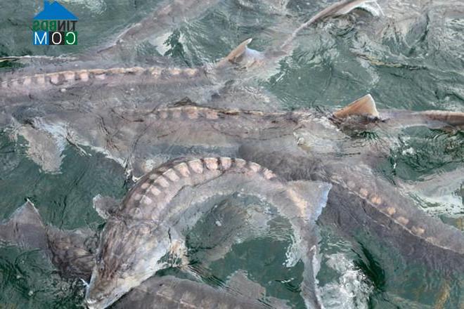 Hình ảnh Kon Plông, Quảng Ngãi