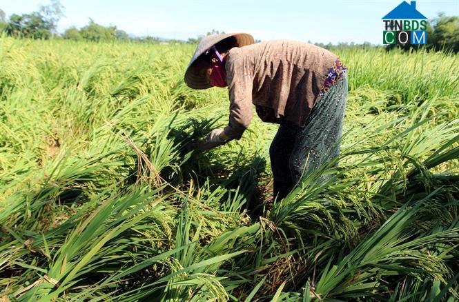 Hình ảnh Nghĩa Hành, Quảng Ngãi