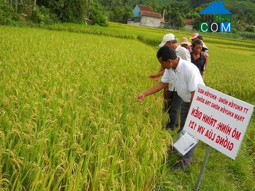 Hình ảnh Trà Bồng, Quảng Ngãi