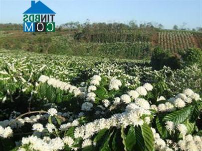 Hình ảnh Tu Mơ Rông, Quảng Ngãi