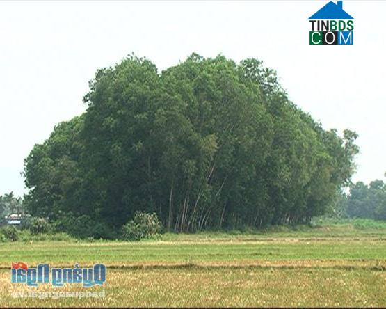 Hình ảnh Tư Nghĩa, Quảng Ngãi