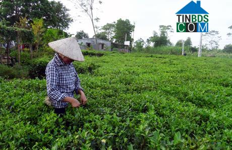 Hình ảnh Quảng Đức, Quảng Ninh
