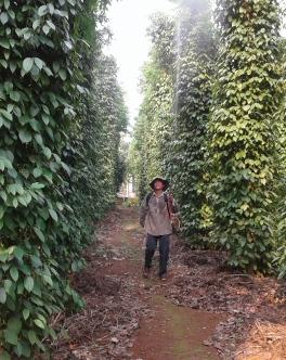 Hình ảnh Cam Lộ, Quảng Trị