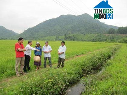 Hình ảnh Kim Ngân, Quảng Trị