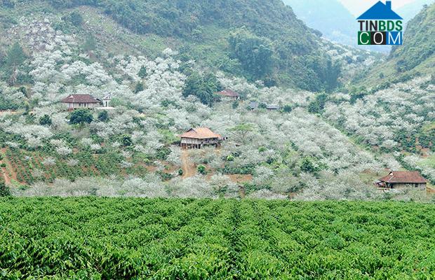 Hình ảnh Chiềng Cơi, Sơn La