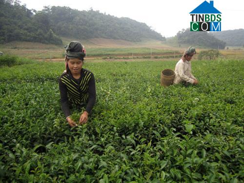 Hình ảnh Phiêng Cằm, Sơn La