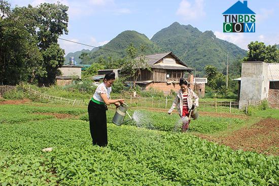 Hình ảnh Thuận Châu, Sơn La