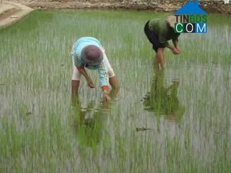 Hình ảnh Tường Hạ, Sơn La