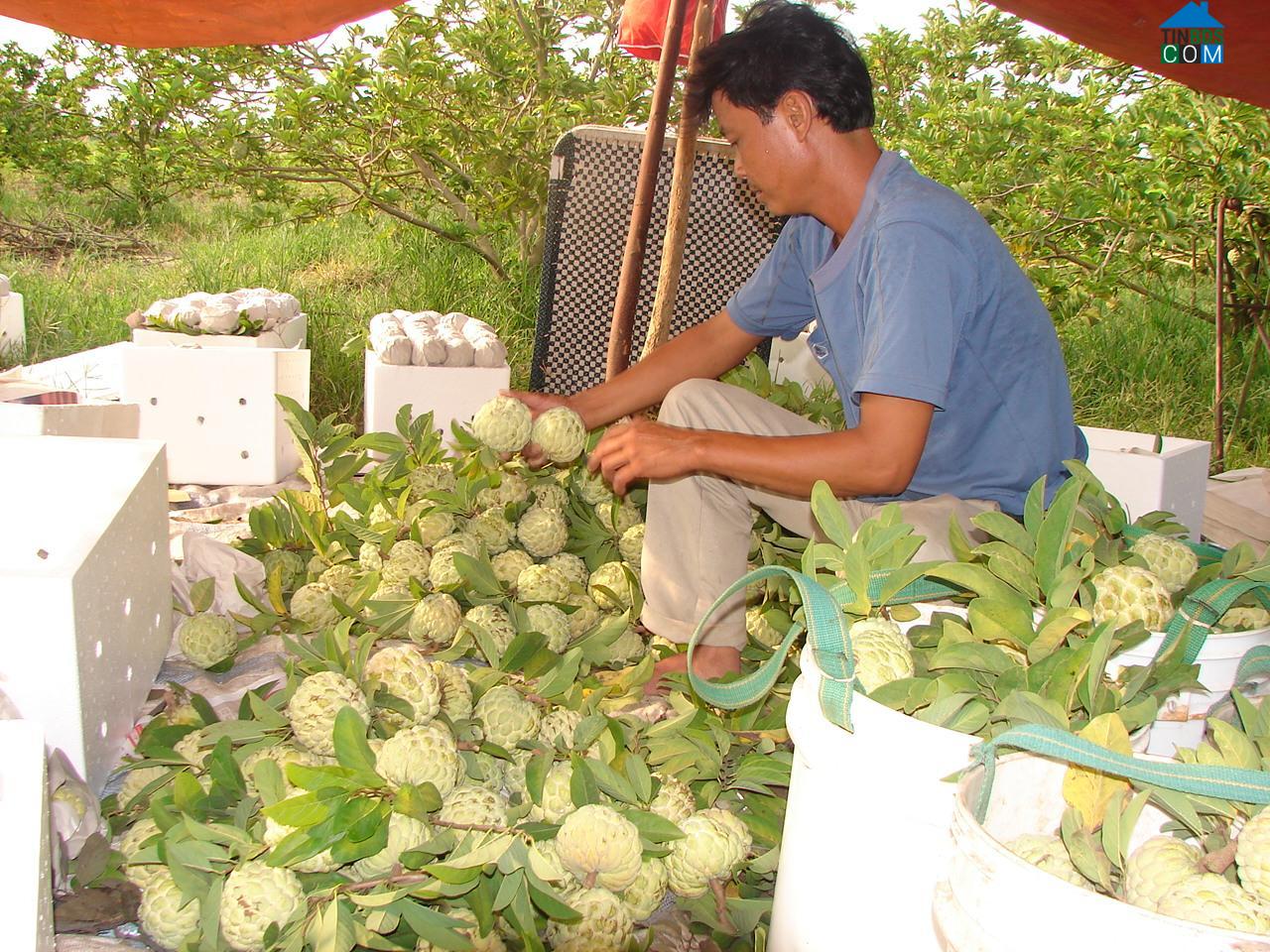Hình ảnh Bình Minh, Tây Ninh