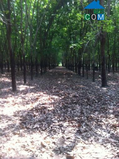 Hình ảnh Tân Hội, Tây Ninh