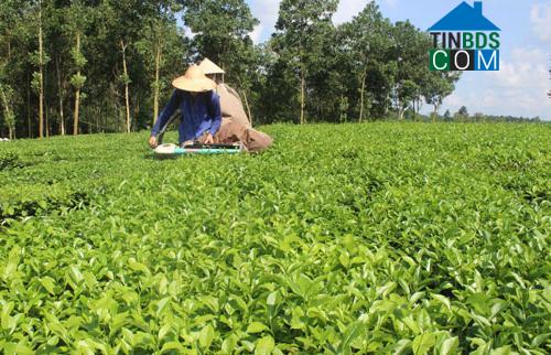 Hình ảnh Phú Đình, Thái Nguyên