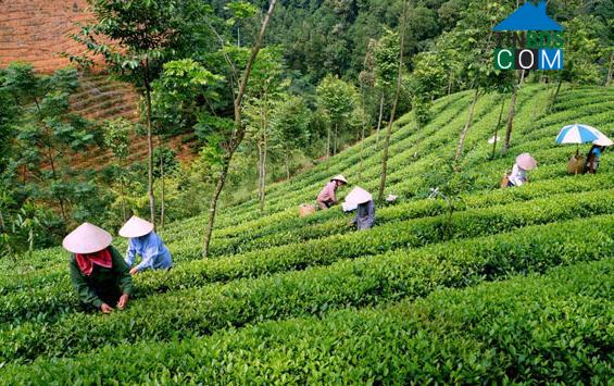 Hình ảnh Phú Lạc, Thái Nguyên