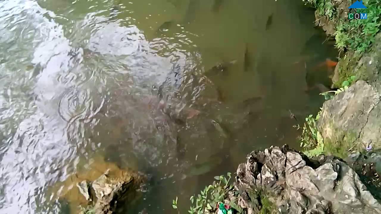 Hình ảnh Văn Nho, Thanh Hóa