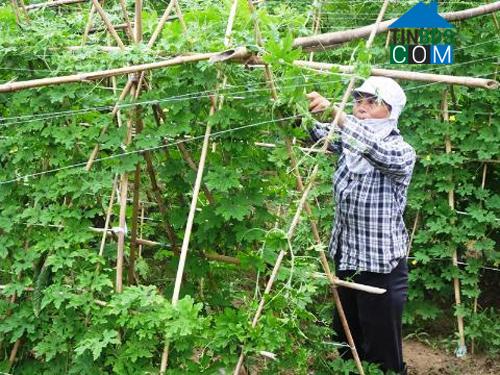 Hình ảnh Yên Ninh, Thanh Hóa