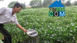 Hình ảnh Yên Phú, Thanh Hóa