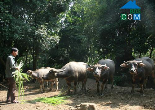 Hình ảnh Cẩm Thủy, Thanh Hóa